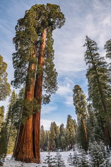 Photo - USA - Sequoia NP.jpg #2